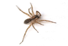 Unidentified Spider, Williamson County Texas 06/24/10
