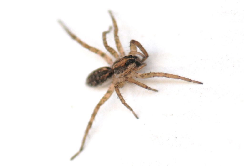 Unidentified Spider, Williamson County Texas 06/24/10