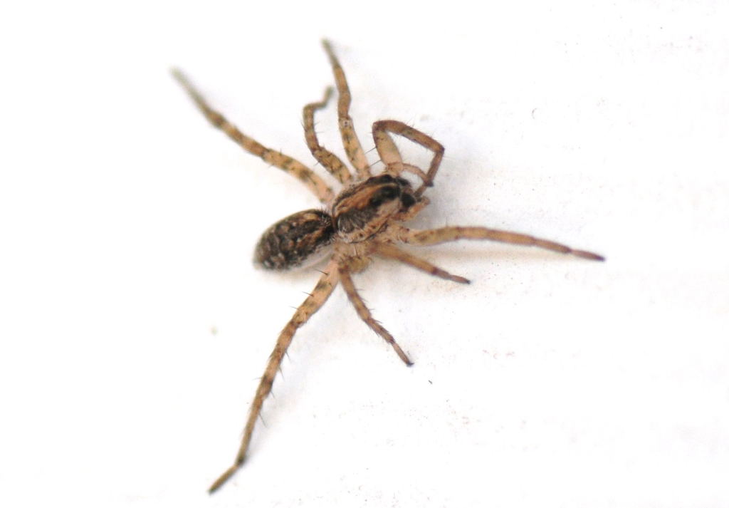 Unidentified Spider, Williamson County Texas 06/24/10
