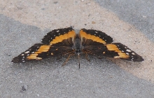 Unidentified Moth, Williamson County Texas 06/24/10