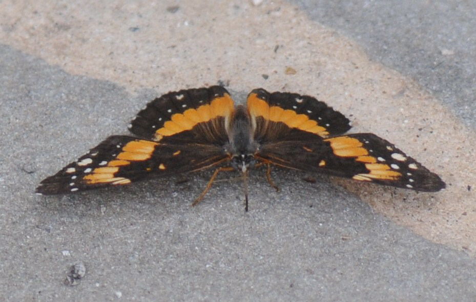 Unidentified Moth, Williamson County Texas 06/24/10