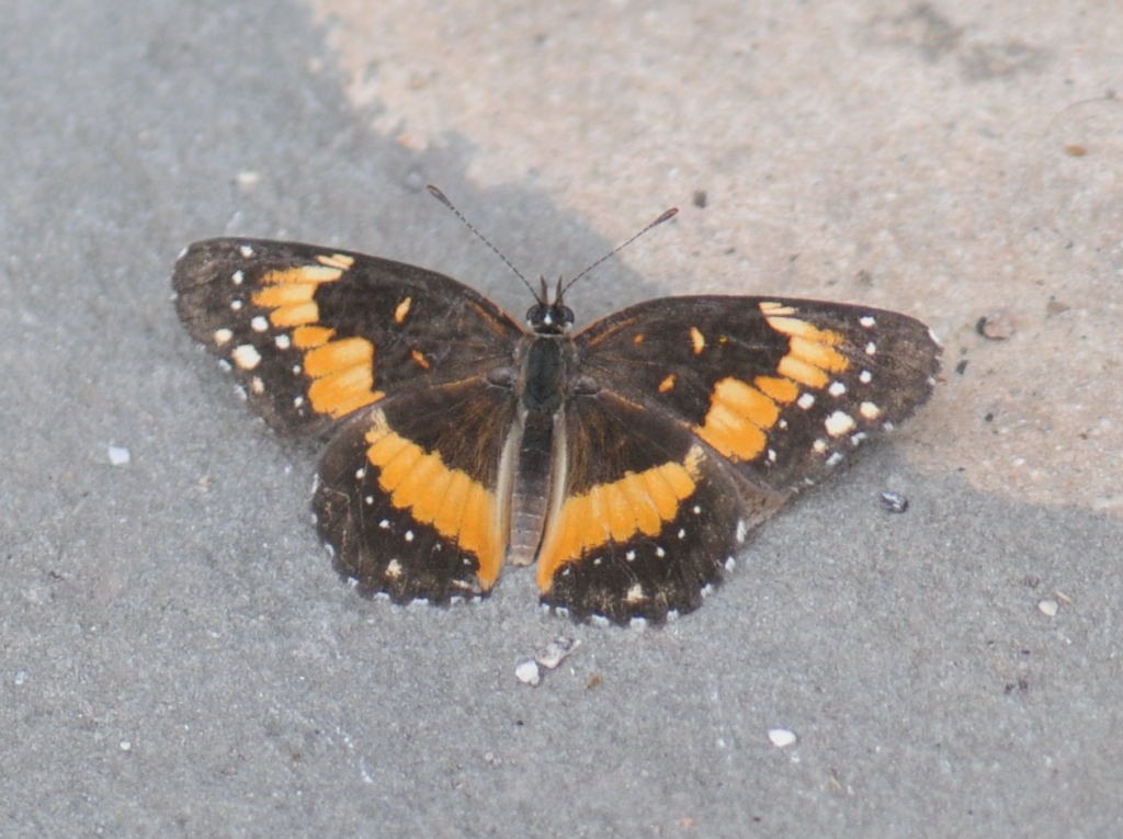 Unidentified Moth, Williamson County Texas 06/24/10