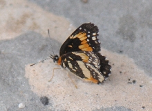 Unidentified Moth, Williamson County Texas 06/24/10