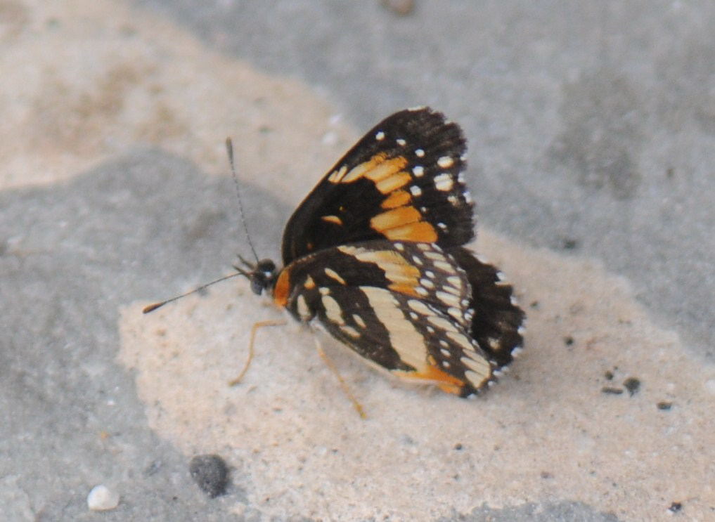Unidentified Moth, Williamson County Texas 06/24/10