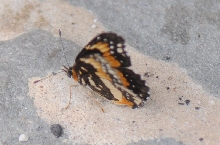 Unidentified Moth, Williamson County Texas 06/24/10