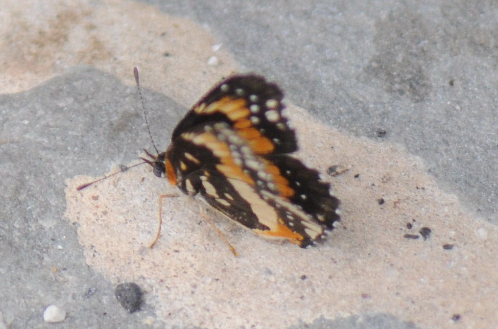 Unidentified Moth, Williamson County Texas 06/24/10
