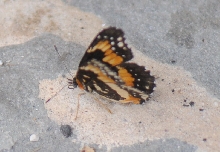 Unidentified Moth, Williamson County Texas 06/24/10