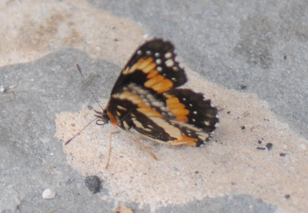 Unidentified Moth, Williamson County Texas 06/24/10
