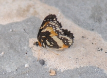 Unidentified Moth, Williamson County Texas 06/24/10