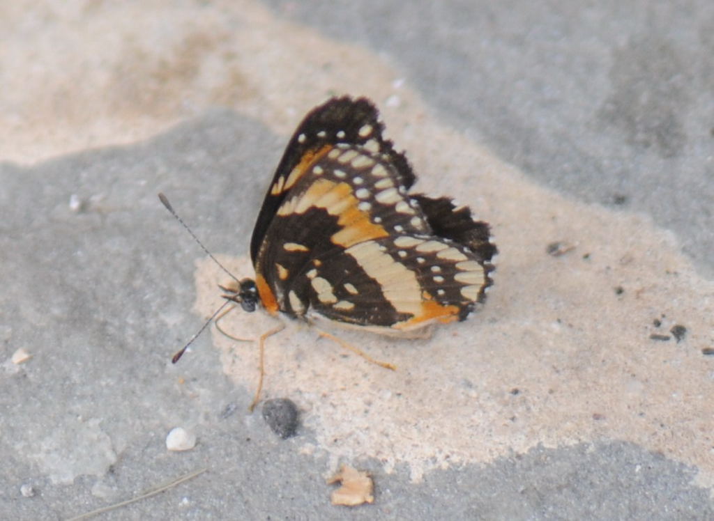 Unidentified Moth, Williamson County Texas 06/24/10