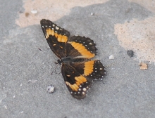 Unidentified Moth, Williamson County Texas 06/24/10