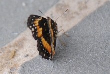 Unidentified Moth, Williamson County Texas 06/24/10