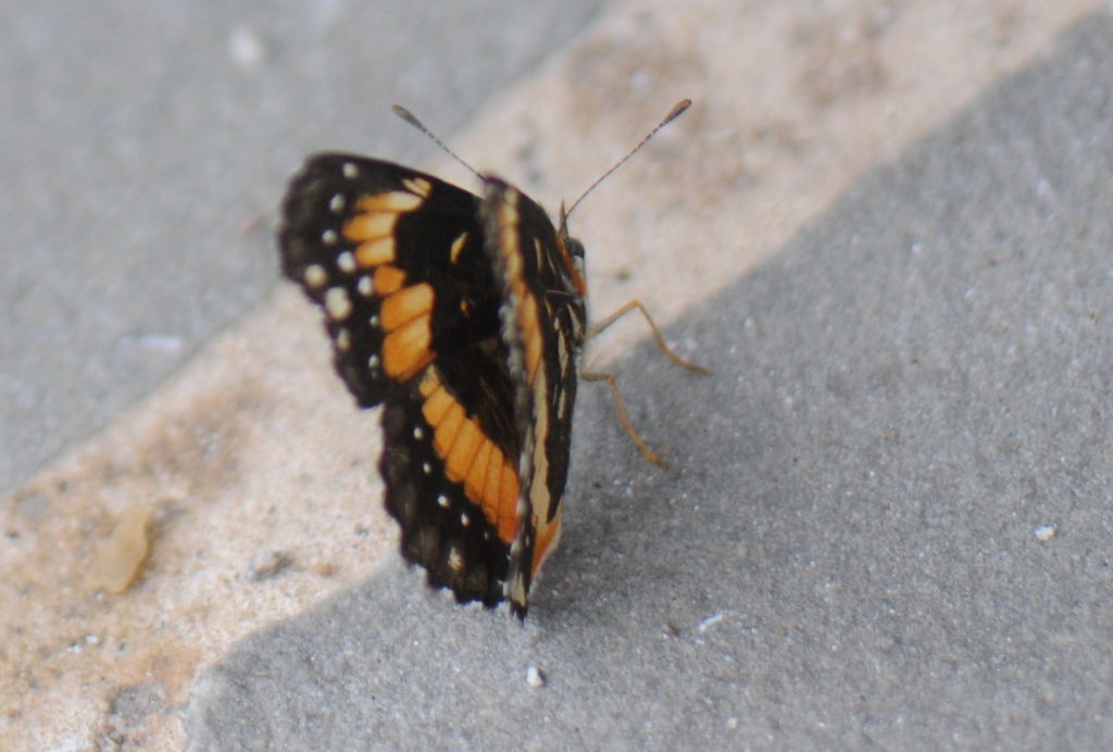 Unidentified Moth, Williamson County Texas 06/24/10