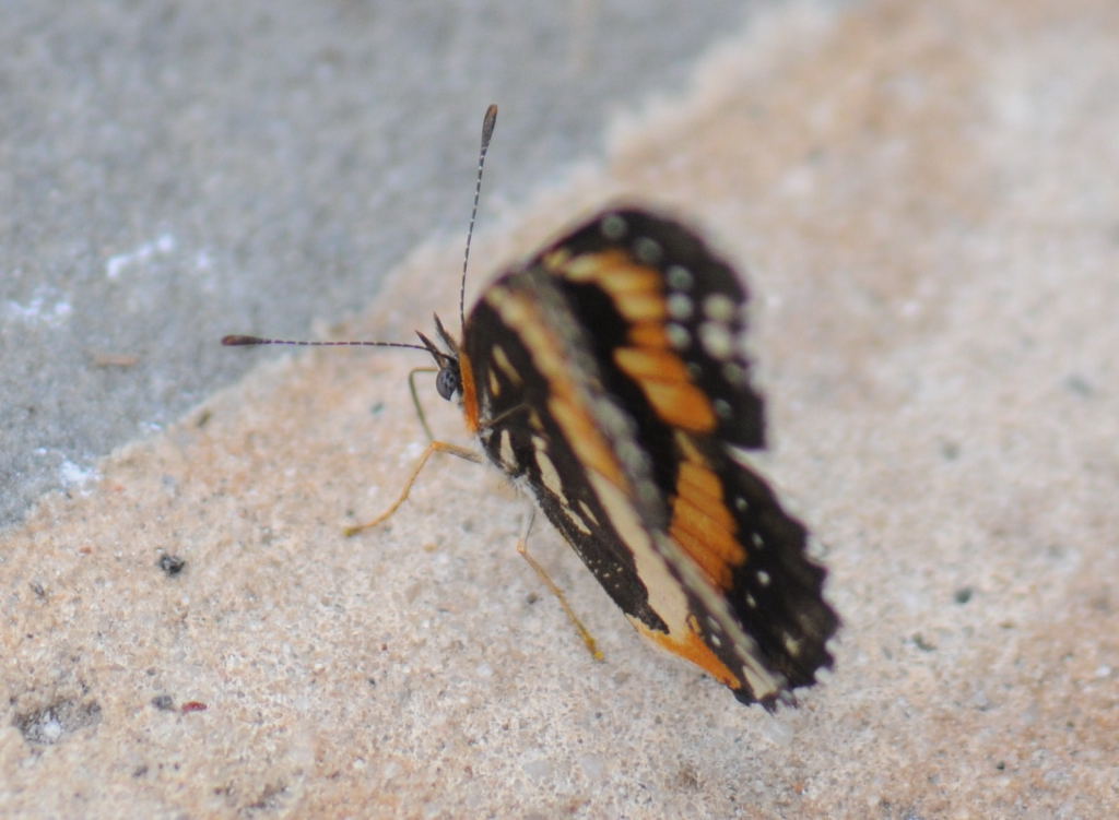 Unidentified Moth, Williamson County Texas 06/24/10