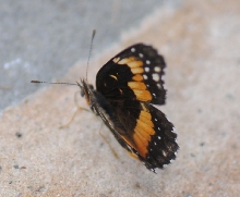 Unidentified Moth, Williamson County Texas 06/24/10
