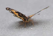 Unidentified Moth, Williamson County Texas 06/24/10