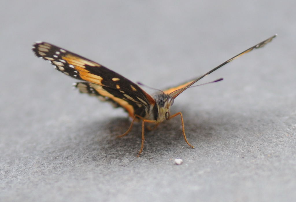 Unidentified Moth, Williamson County Texas 06/24/10