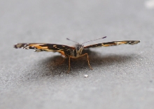 Unidentified Moth, Williamson County Texas 06/24/10