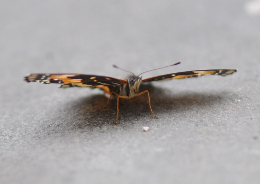 Unidentified Moth, Williamson County Texas 06/24/10