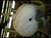 Ft Worth Bird Mart Pics