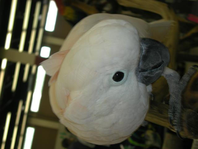 Ft Worth Bird Mart Pics