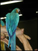 Ft Worth Bird Mart Pics