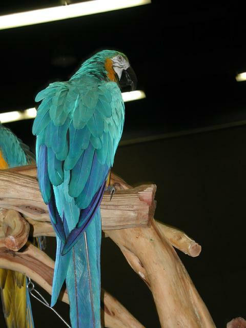 Ft Worth Bird Mart Pics