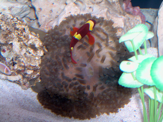 AquariumHobbyist - Salt Test Tank 1
