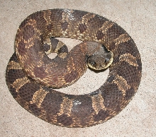 Eastern Hognose