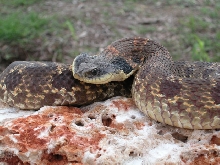Eastern Hognose