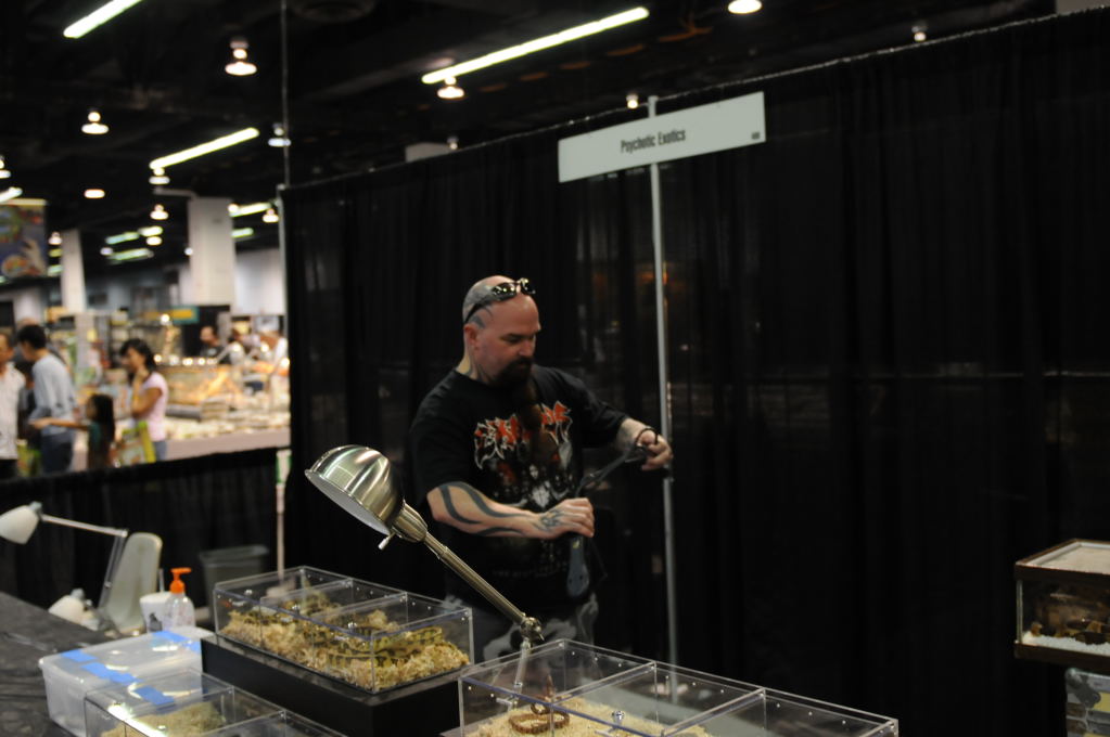 kingsnake racing at NARBC Anaheim Show 2009