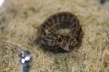 kingsnake racing at NARBC Anaheim Show 2009