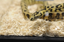 Kerry King's pythons at the Reptile Super Show