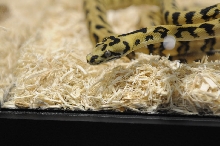 Kerry King's pythons at the Reptile Super Show