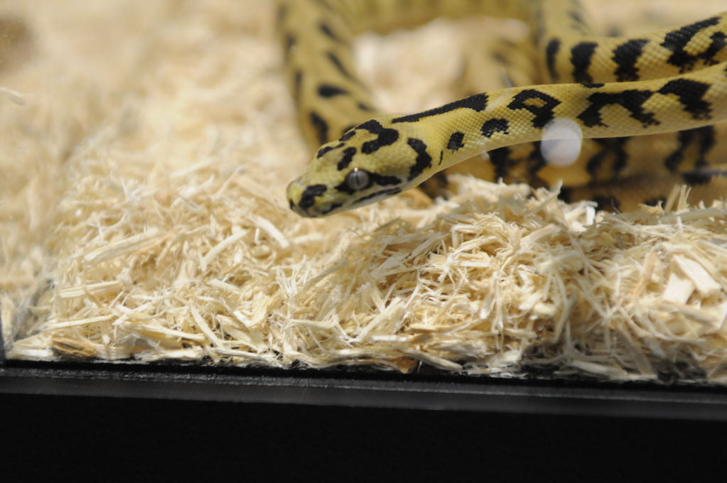 Kerry King's pythons at the Reptile Super Show