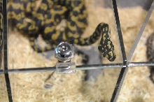 Kerry King's pythons at the Reptile Super Show