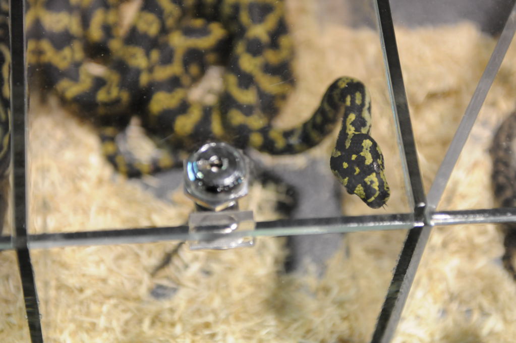 Kerry King's pythons at the Reptile Super Show