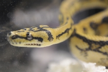 Kerry King's pythons at the Reptile Super Show