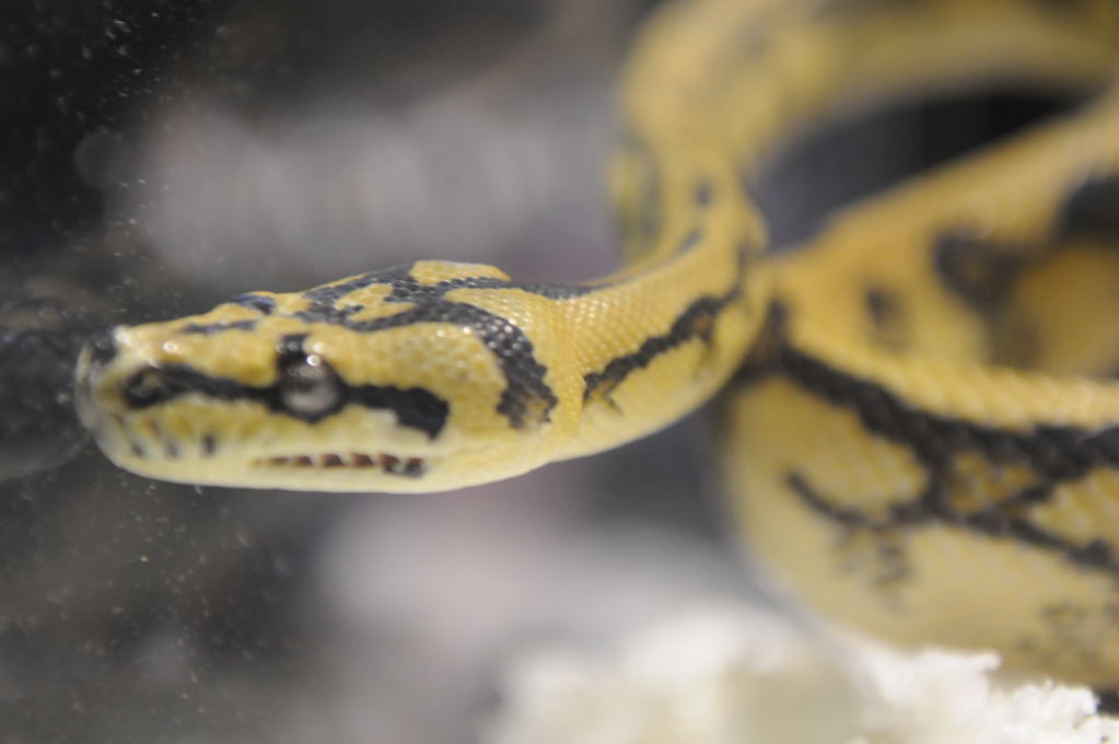 Kerry King's pythons at the Reptile Super Show
