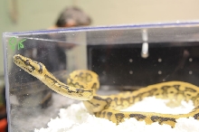 Kerry King's pythons at the Reptile Super Show