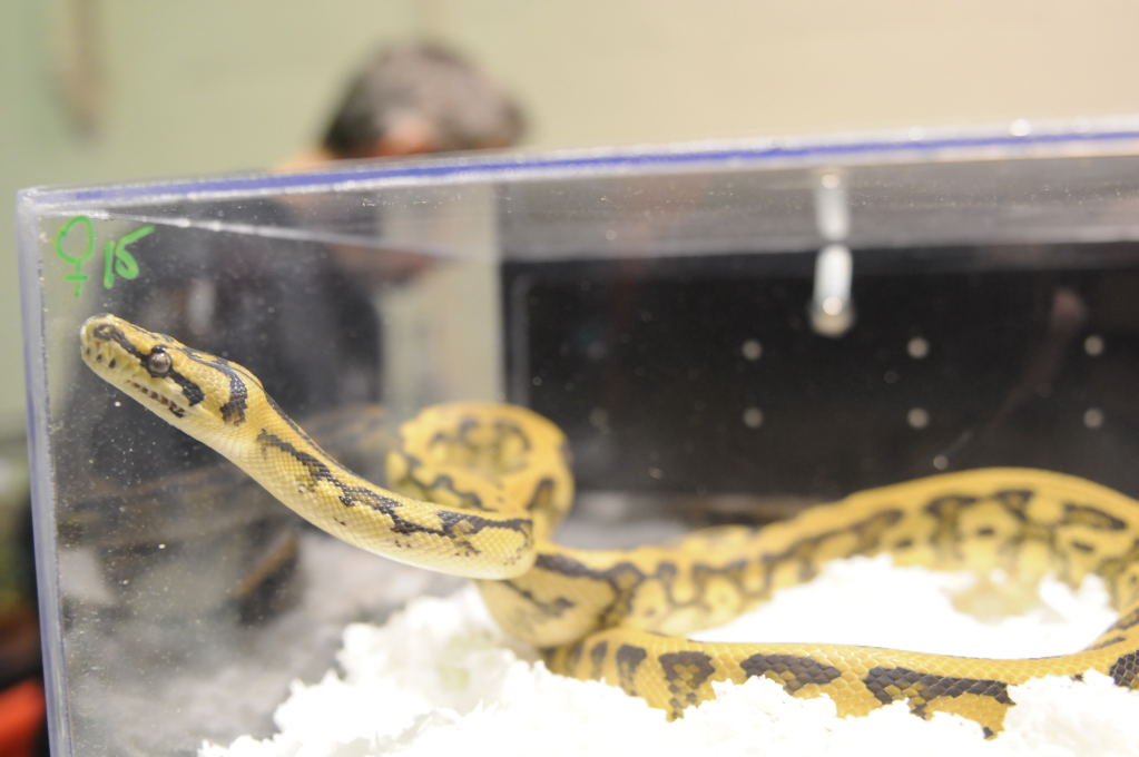 Kerry King's pythons at the Reptile Super Show