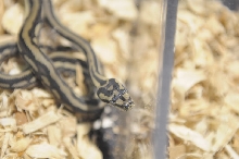 Kerry King's pythons at the Reptile Super Show