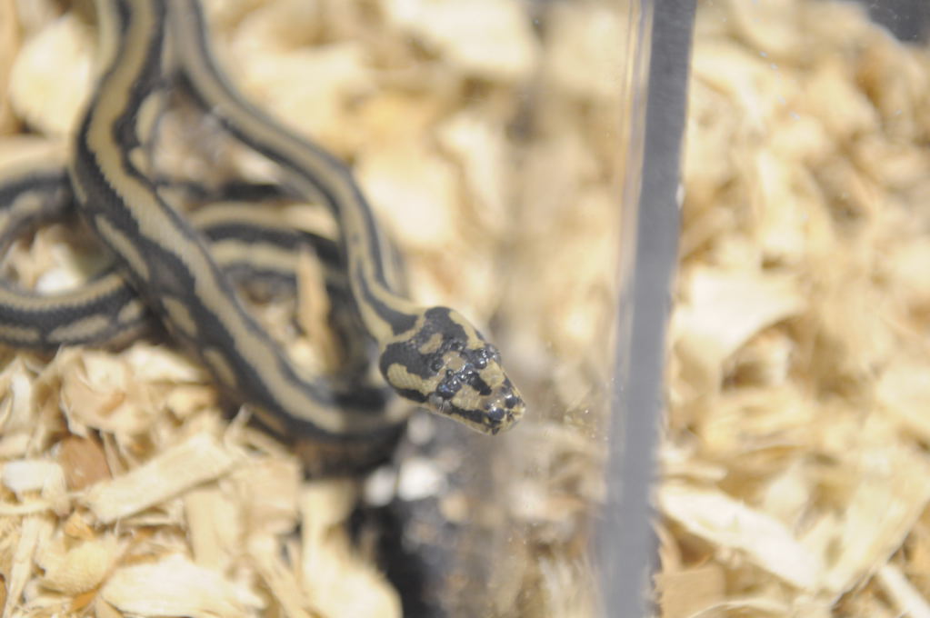 Kerry King's pythons at the Reptile Super Show