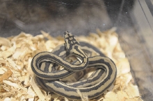 Kerry King's pythons at the Reptile Super Show
