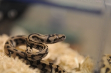 Kerry King's pythons at the Reptile Super Show