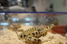 Kerry King's pythons at the Reptile Super Show