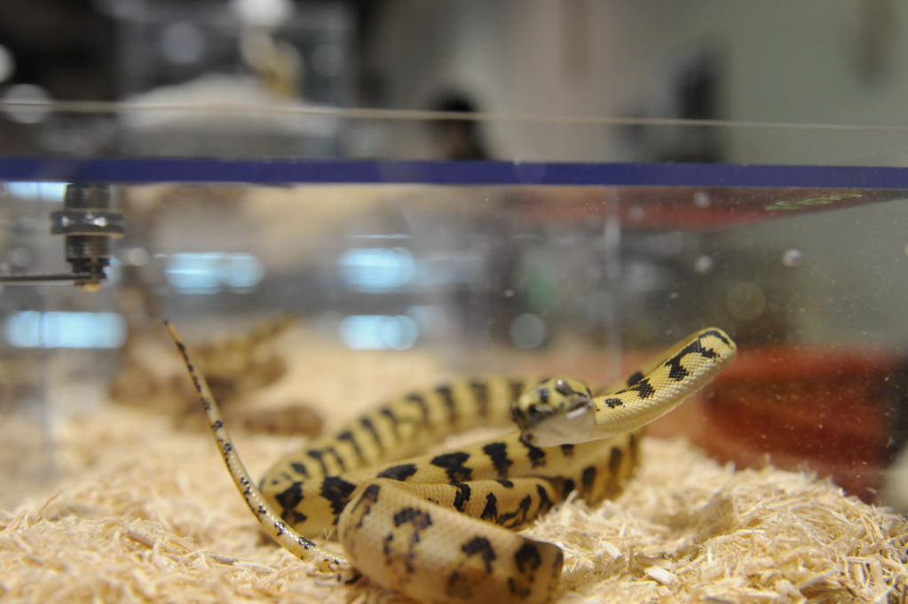Kerry King's pythons at the Reptile Super Show