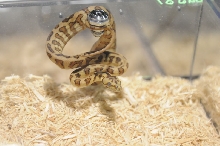 Kerry King's pythons at the Reptile Super Show