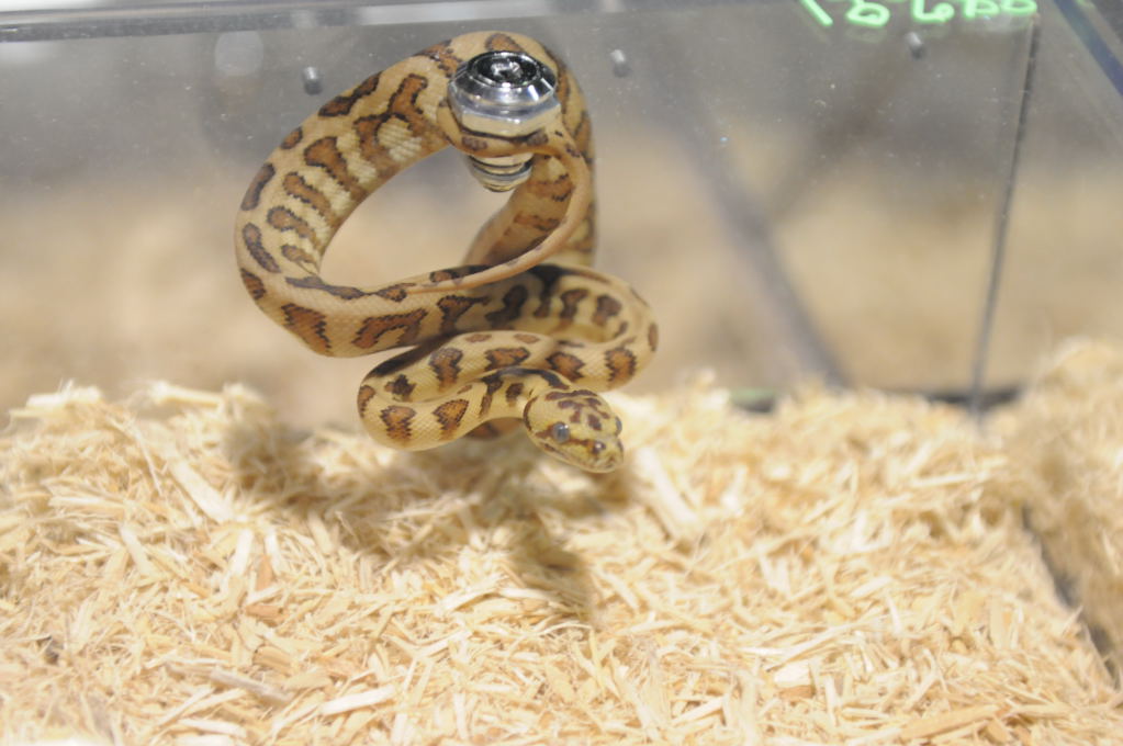Kerry King's pythons at the Reptile Super Show
