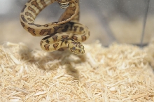 Kerry King's pythons at the Reptile Super Show